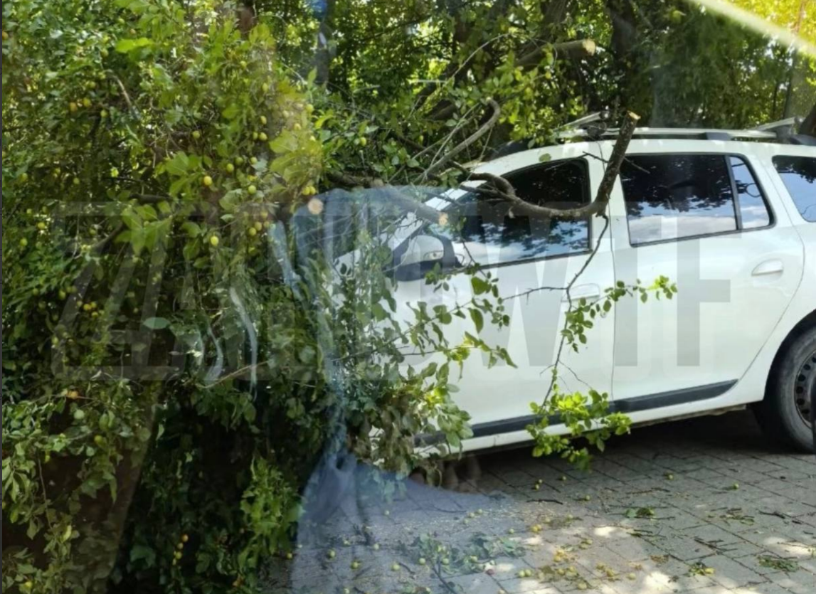Неприємний сюрприз для водія: у Львові дерево впало на автівку (фото)