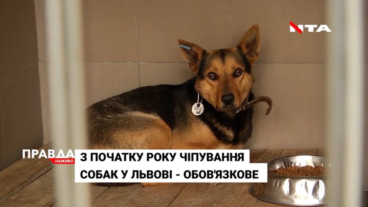 У Львові безкоштовно проводять чіпування собак