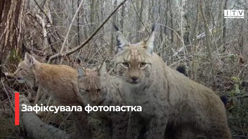Рідкісного хижака зафіксували фотопастки на Рівненщині (відео)