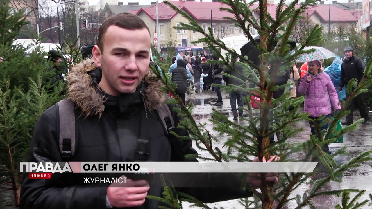 У Львові продовжують торгувати незаконними ялинками
