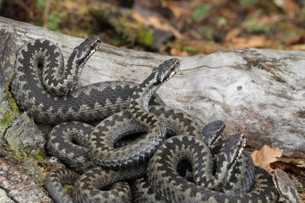 На Львівщині 13-річного хлопця та двох молодих жінок укусили змії