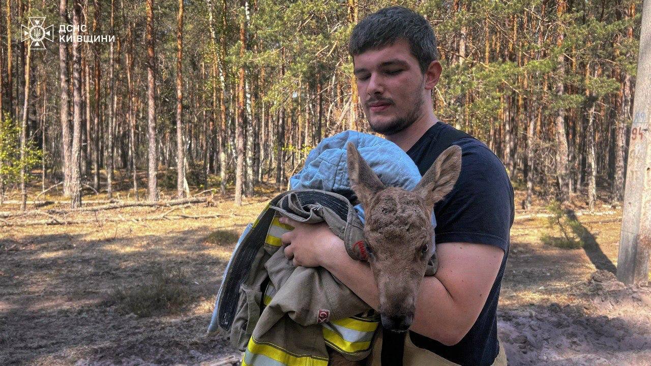 У чорнобильському лісі врятували від пожежі червонокнижне лосеня