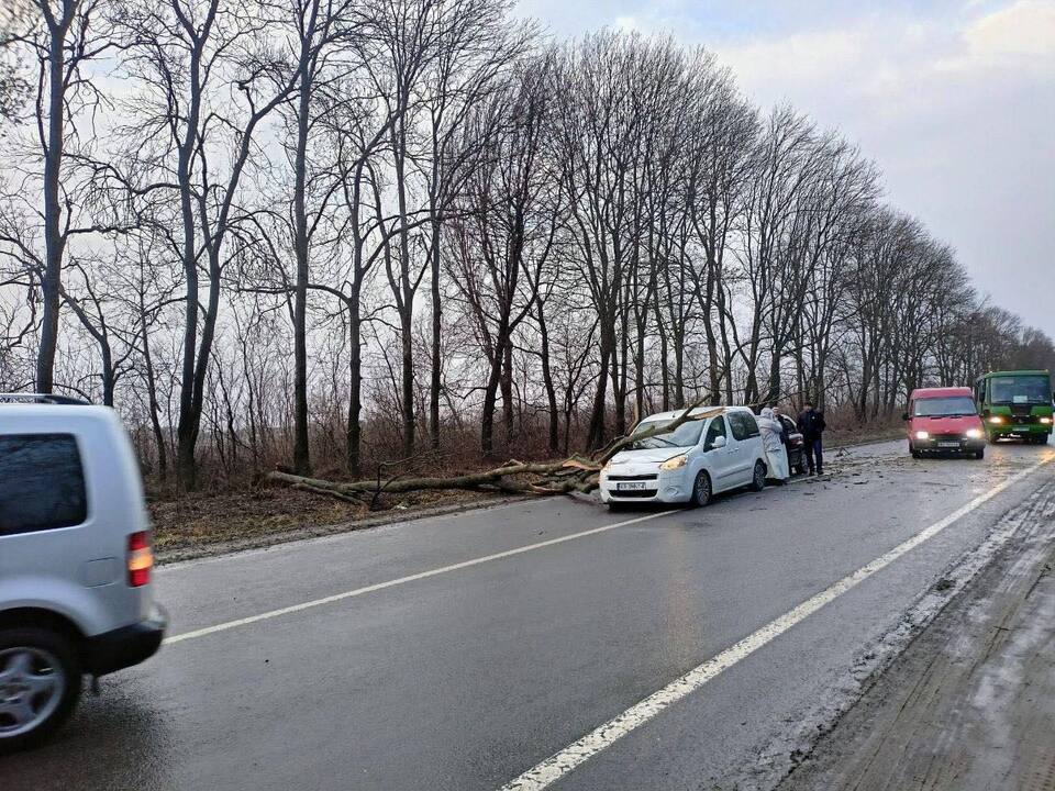 У Львівському районі через падіння дерева зіткнулися автомобілі