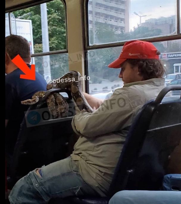 В Одесі двометрового пітона чоловік катав у трамваї