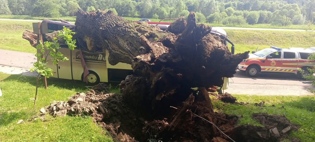 На Львівщині дерево впало і зім'яло автобус (фото)