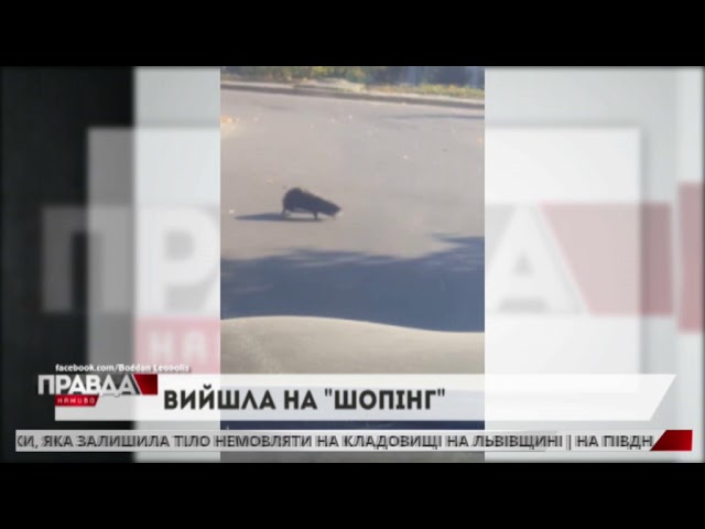 Сиховом прогулялася величезна нутрія