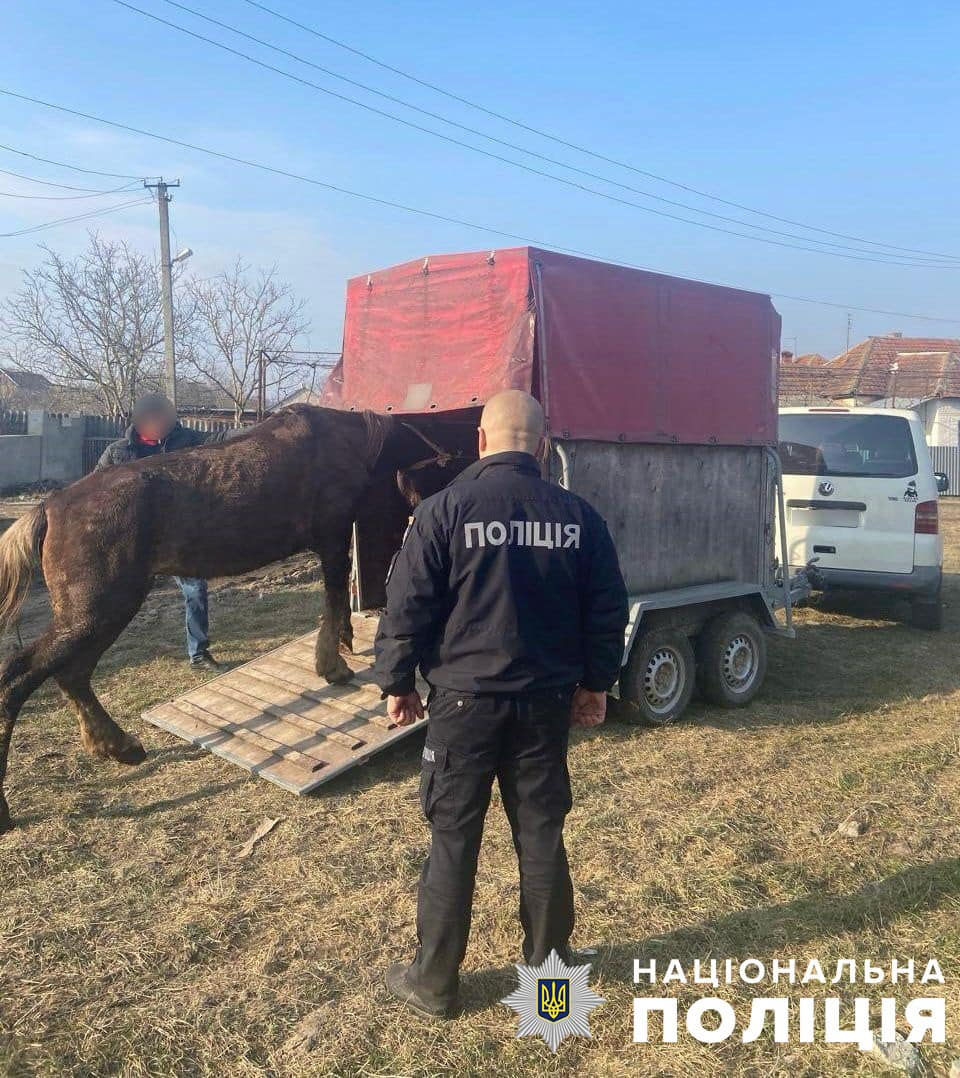 На Закарпатті чоловіку загрожує п'ять років тюрми за побиття коня