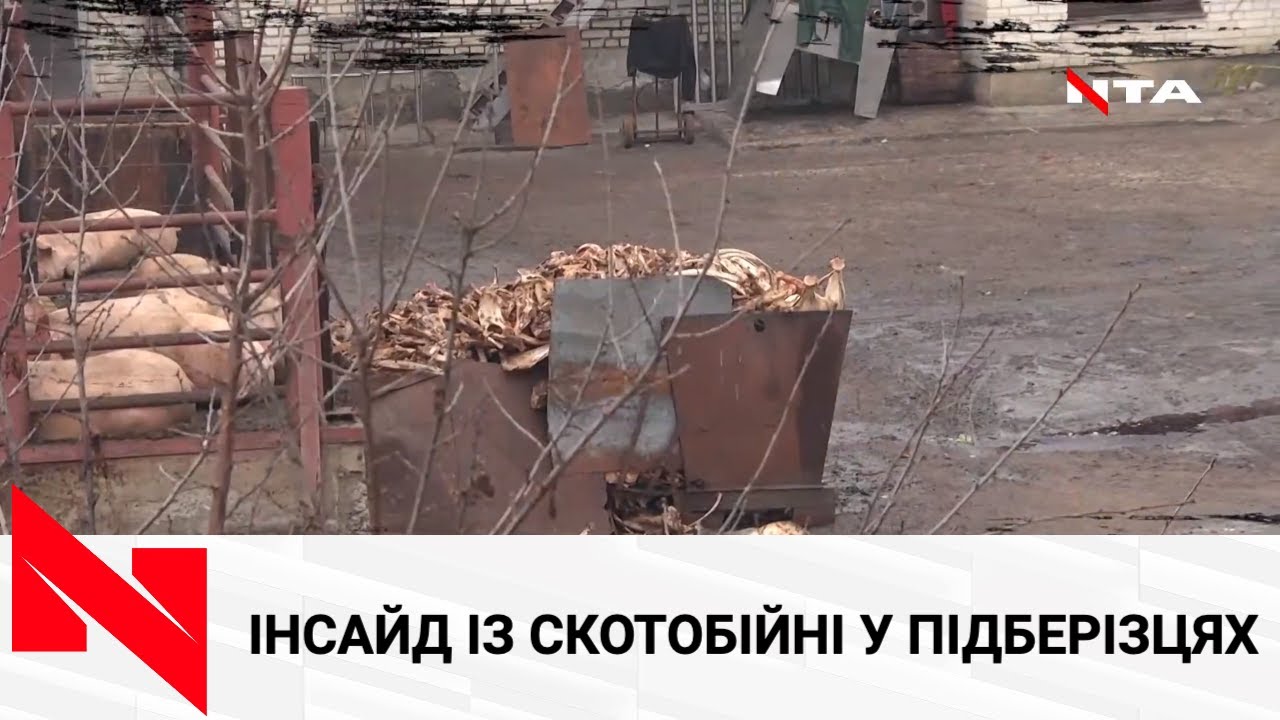 Хробаки та гризуни поруч із м'ясом | «ВСЕ МОЖЛИВО» на м'ясопереробному підприємстві