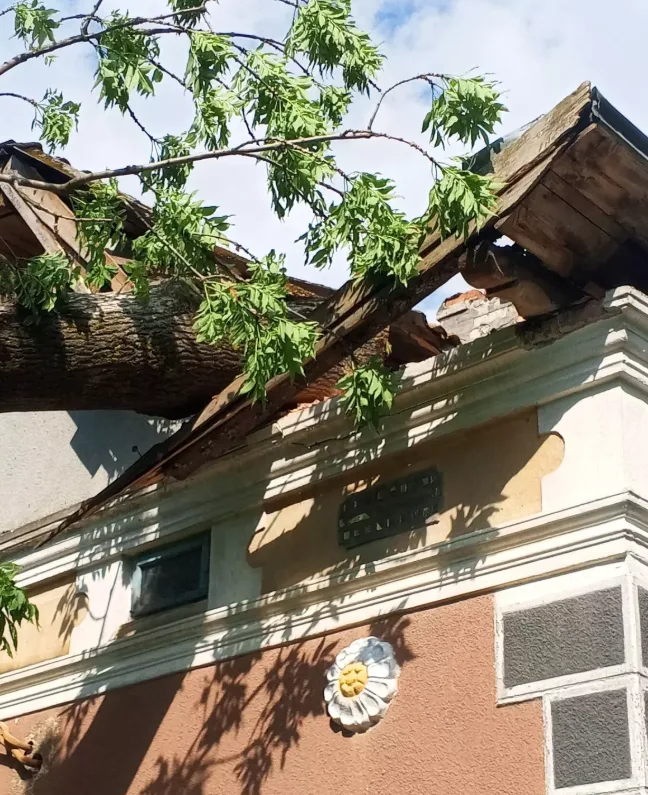 На Тернопільщині величезне дерево впало на житловий будинок (ФОТО)