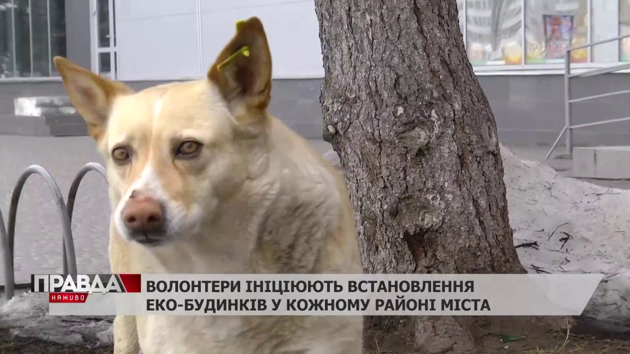 На Сихові оселилась романтична пара псів