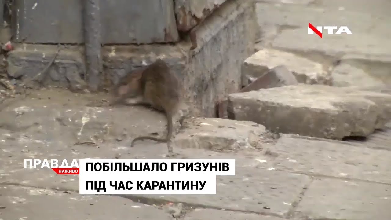 У будинках в центрі Львова побільшало гризунів