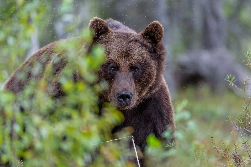 Прикордонники показали, як біля Тиси прогулюється цікавий гість із Румунії
