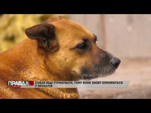 У Львові частішають випадки жебракування із тваринами