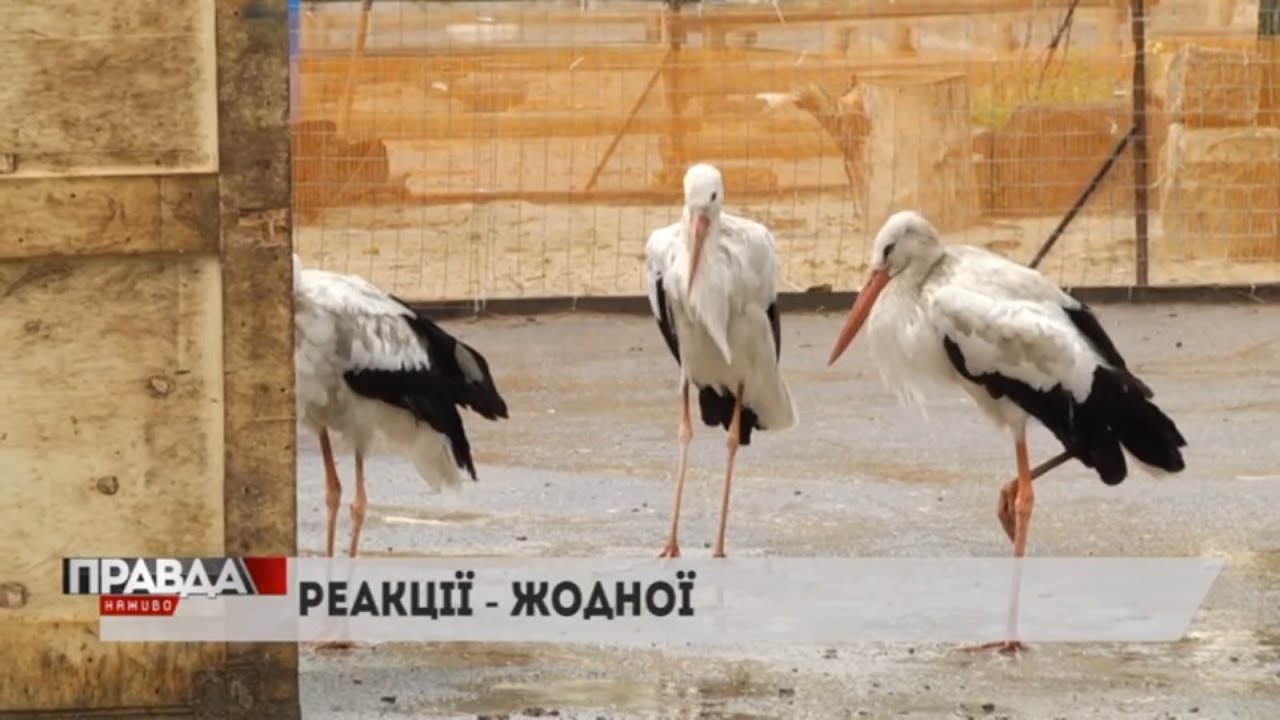 Мешканці вимагають від міської влади перенести «Домівку врятованих тварин»