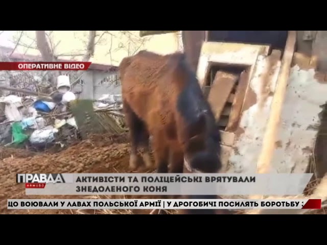 Коня, якого у мороз тримали на вулиці, вдалося врятувати