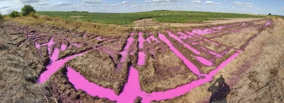 Калюжі з кислотно-рожевим забарвленням виявили в полі поблизу Рівного