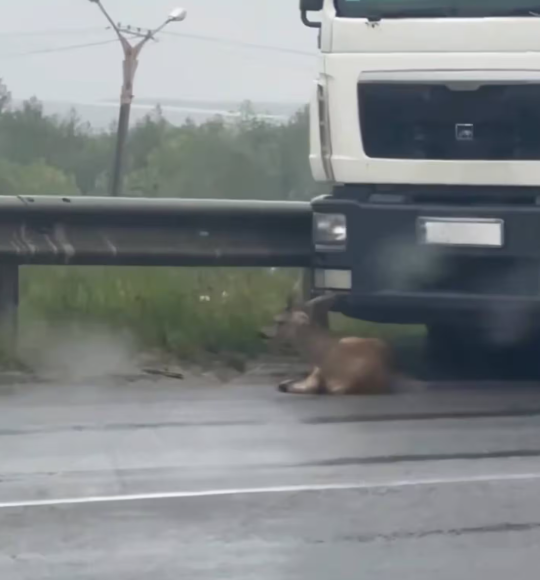На об’їзній дорозі Львова під колеса вантажівки потрапила козуля (фото)