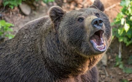 Ведмедиця загризла 19-річну дівчину в румунських Карпатах