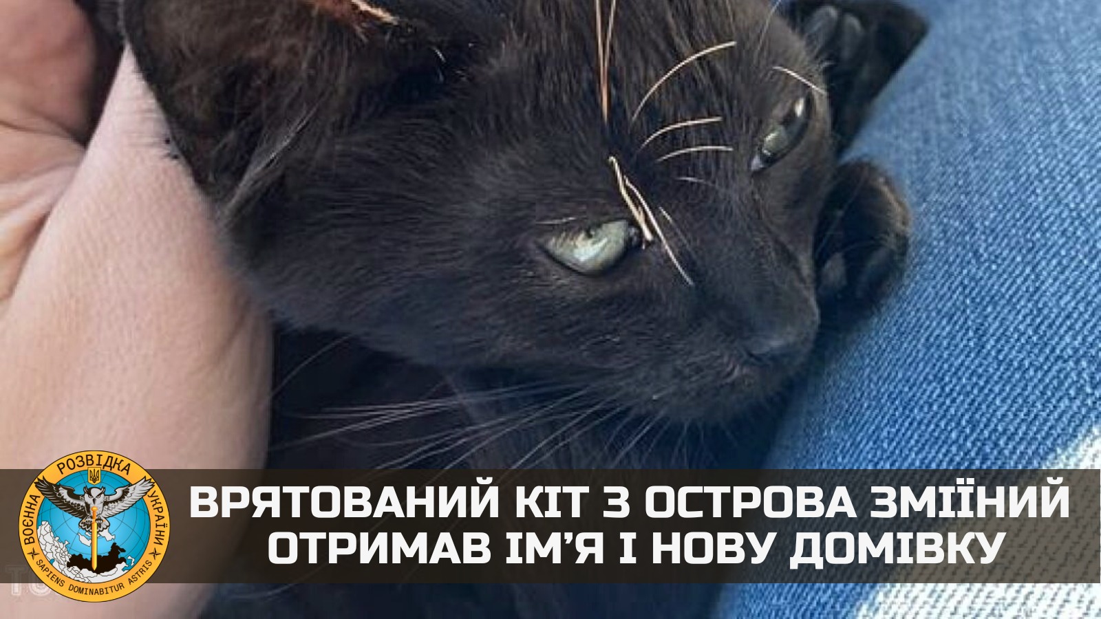 Врятований кіт зі Зміїного або як назвали вусатого «воїна» з острова