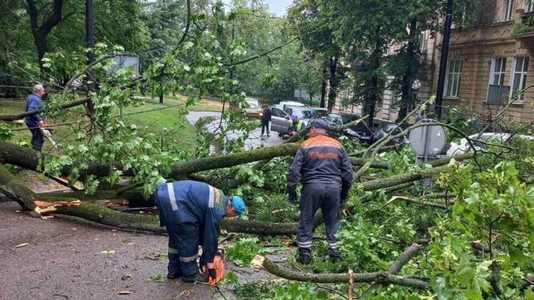 Обрив дротів та зміна маршрутів: у Львові дерево заблокувало рух тролейбусів