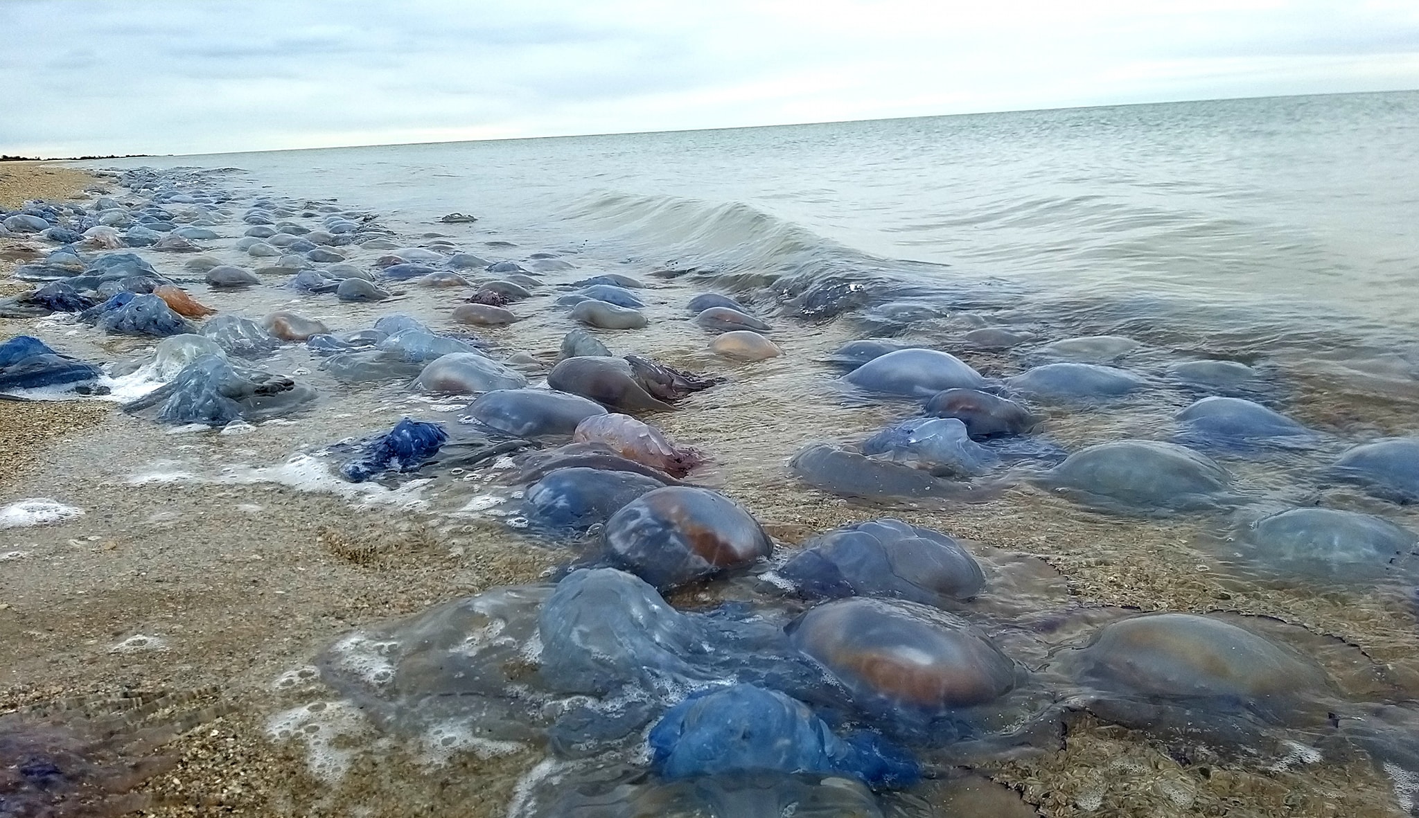 Мільйони медуз на березі. Шторм розбив берегову зону Чорного моря