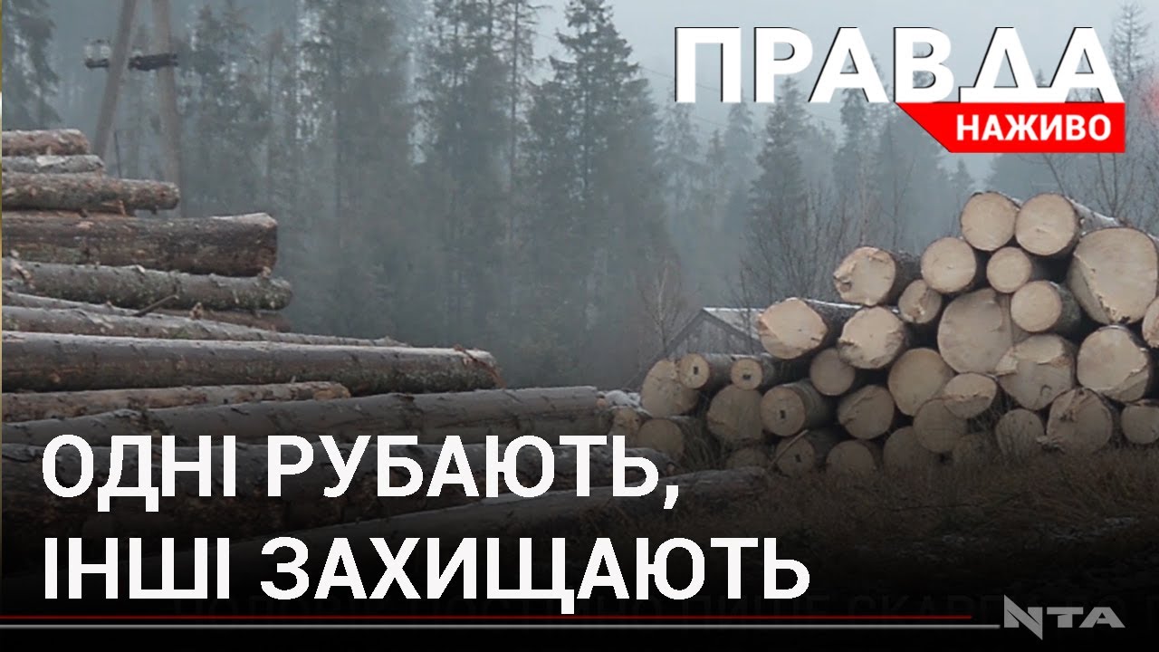 Погрози та напади за ліс: що відбувається на Львівщині?