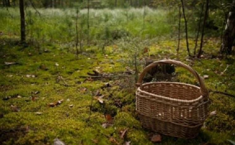 Пішов по гриби і заблукав у лісі: патрульні вночі розшукали чоловіка (відео)