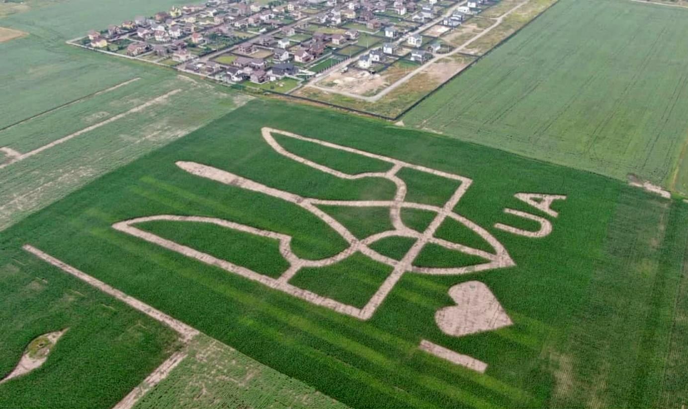 Найбільший в Україні. На Київщині висіяли велетенський герб-рекордсмен