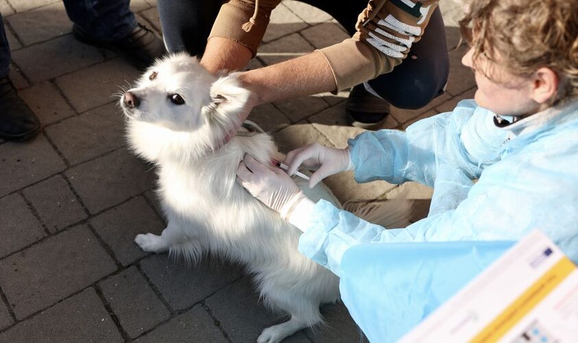 У Малехові біля Львова безкоштовно вакцинуватимуть котів та собак від сказу