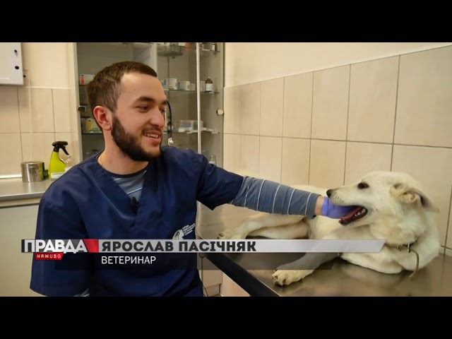 Вони шукають дім: 3 чудові собаки та котик