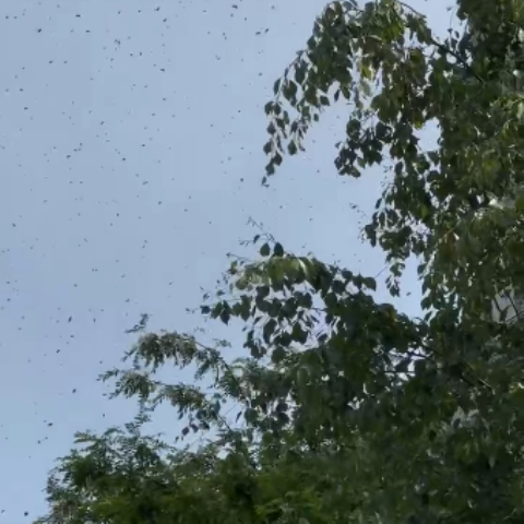 Апокаліпсис у Львові: на одній з вулиць зафіксували нашестя комах (відео)