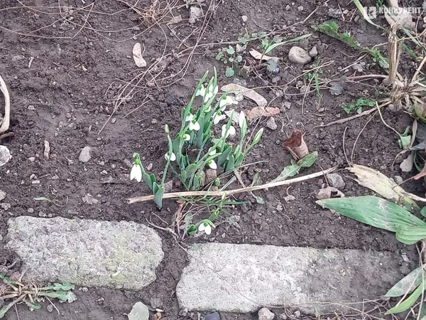На Волині несподівано розквітли підсніжники: фотофакт