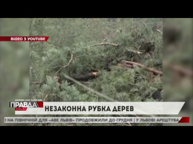 На Старосамбірщині виявили незаконну вирубку дерев