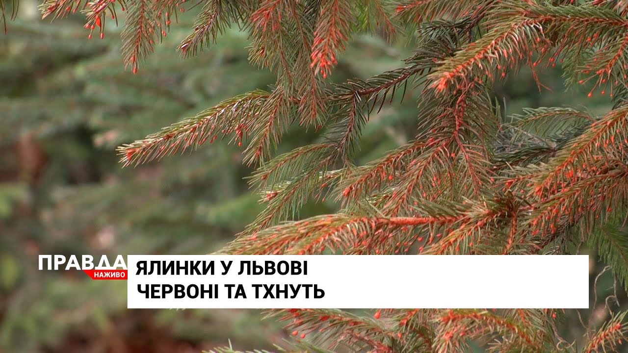 У парку культури борються із крадіями ялинок
